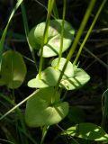 Parnassia palustris. Нижние части побегов. Смоленская обл., Смоленский р-н, окр. пос. Каспля, доломитовый холм. 27.08.2011.