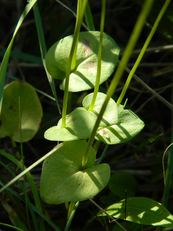 Изображение особи Parnassia palustris.