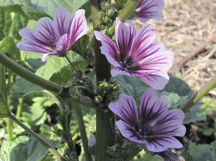 Image of Malva sylvestris specimen.