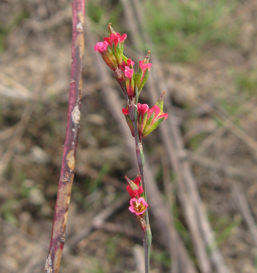 Изображение особи род Polygonum.