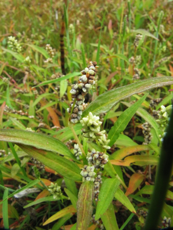 Image of Persicaria scabra specimen.