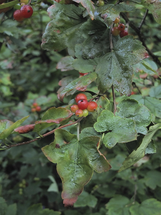 Image of Ribes komarovii specimen.