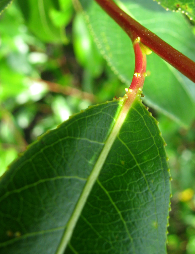 Изображение особи Salix pentandra.