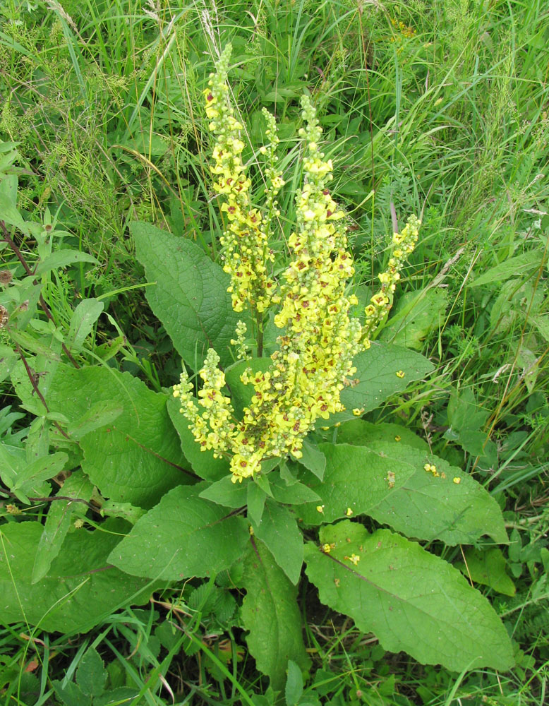 Image of Verbascum nigrum specimen.