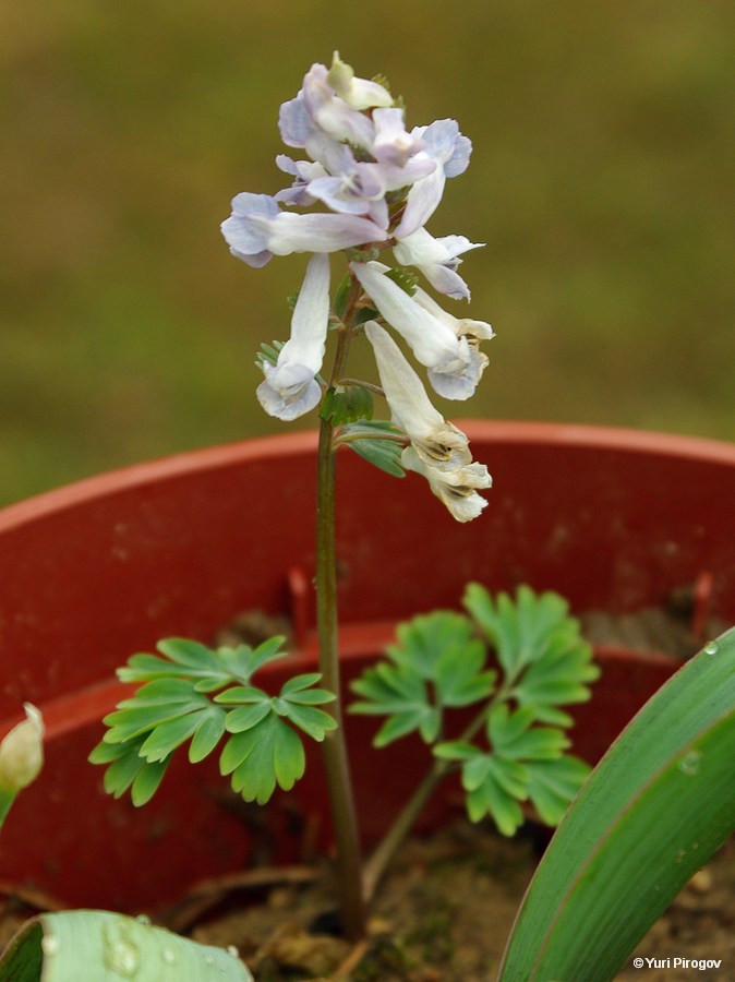 Изображение особи Corydalis solida.