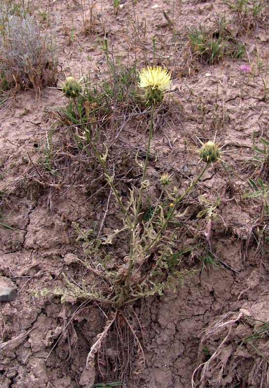 Image of Centaurea sosnovskyi specimen.