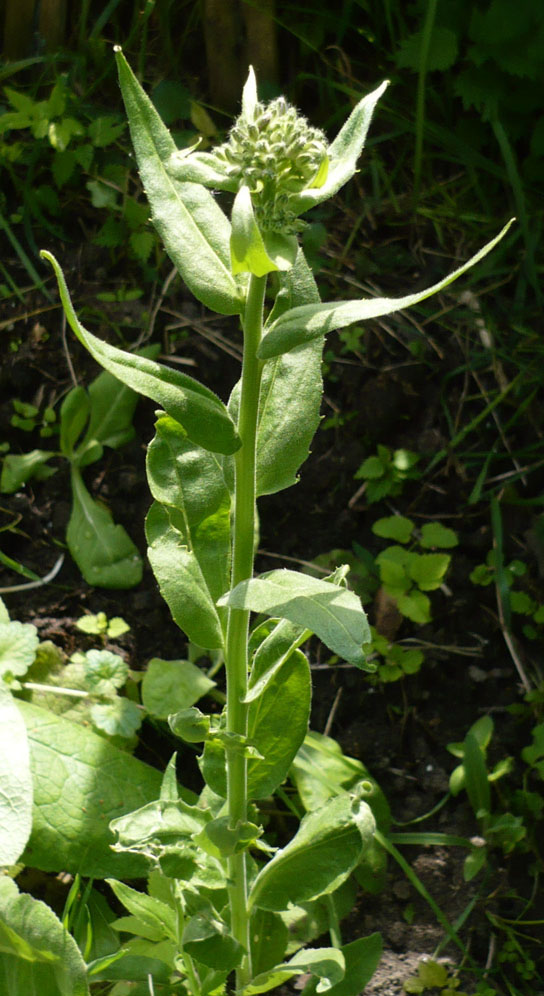 Image of Hesperis matronalis specimen.