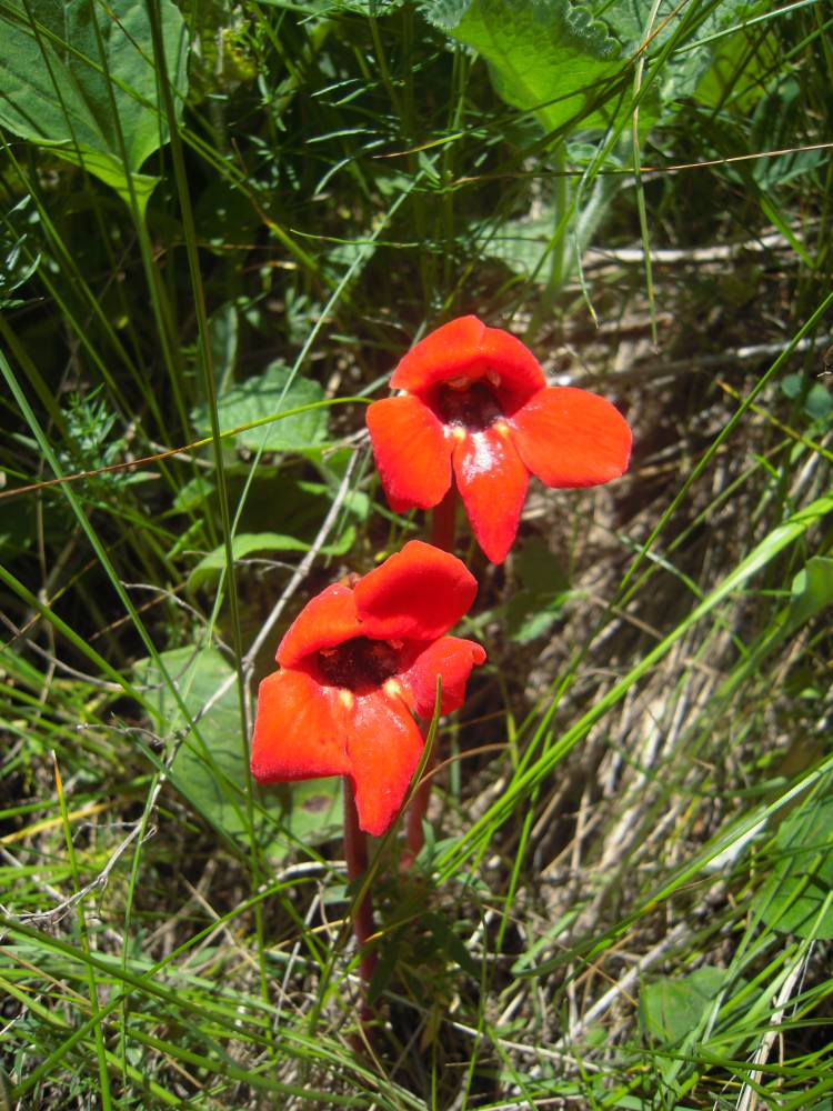 Image of Phelypaea coccinea specimen.