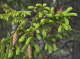 Picea abies