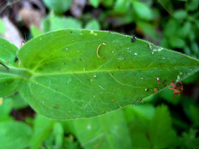 Image of Gastrolychnis saxatilis specimen.