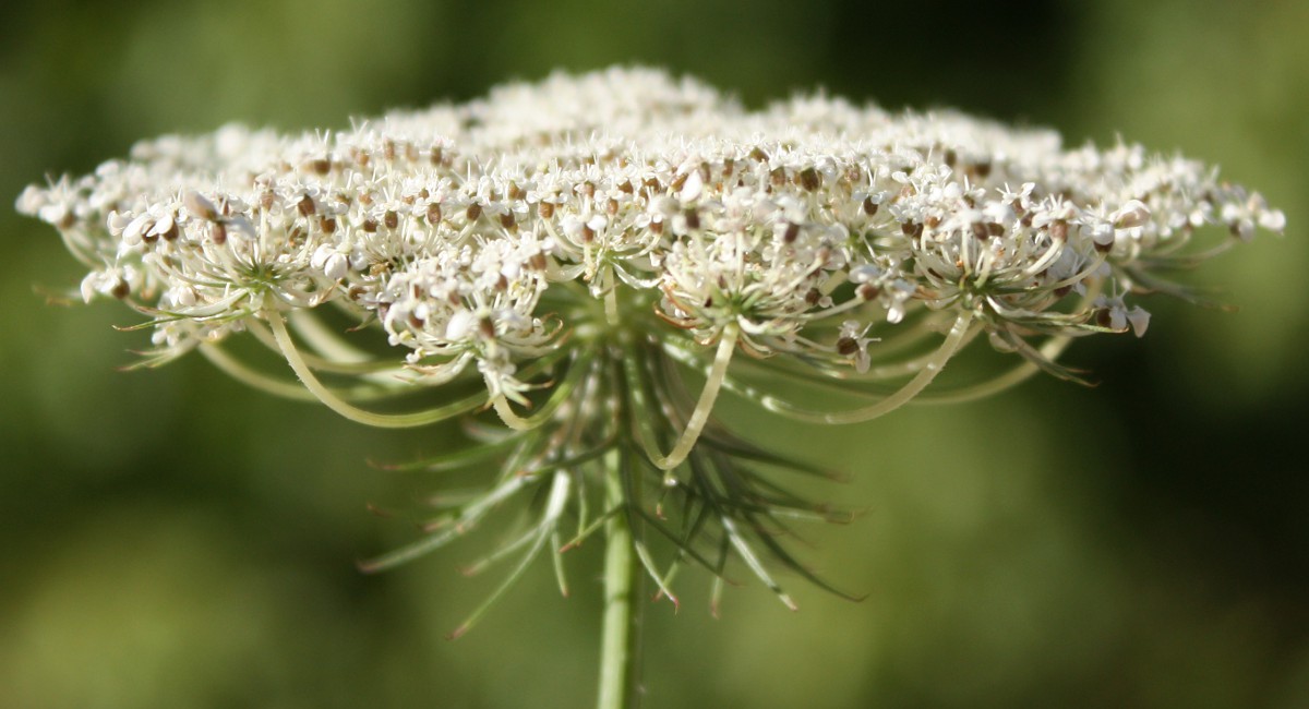 Изображение особи Daucus carota.