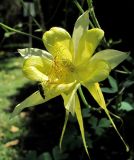 genus Aquilegia. Цветок. Абхазия, г. Сухум, ботанический сад. 12.06.2012.