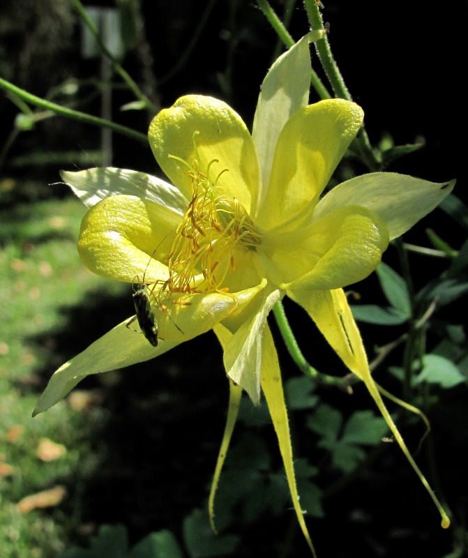 Image of genus Aquilegia specimen.