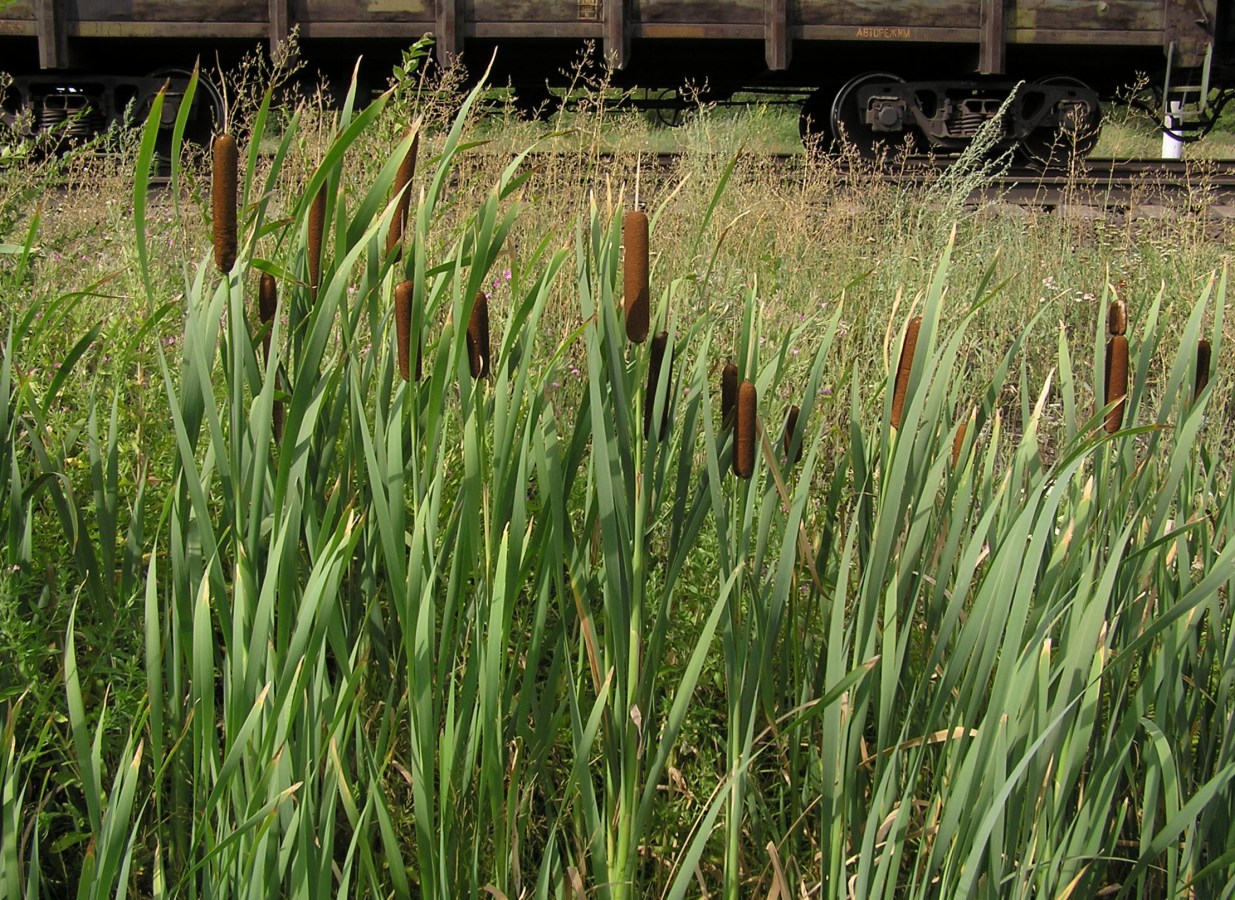 Изображение особи Typha latifolia.