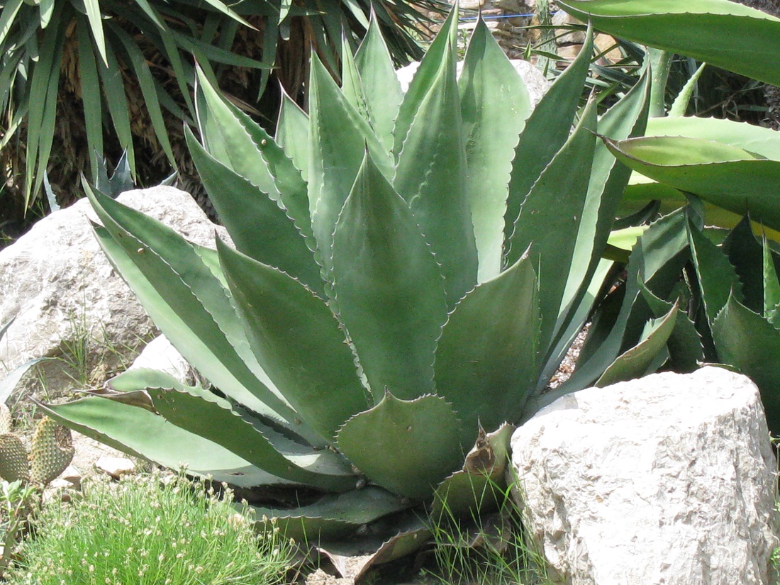 Image of genus Agave specimen.