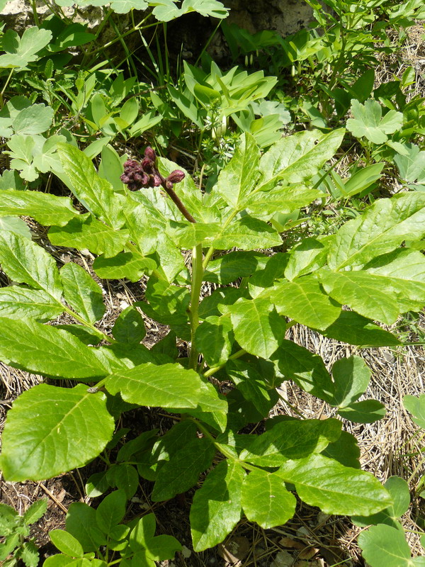 Image of Dictamnus gymnostylis specimen.