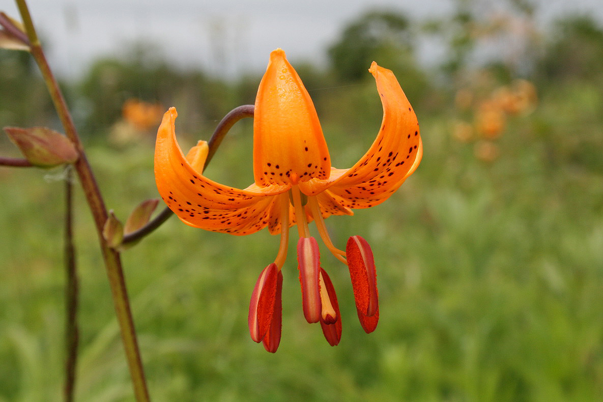 Изображение особи Lilium debile.