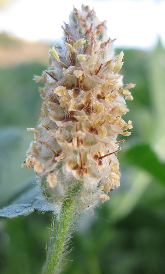 Image of Plantago notata specimen.