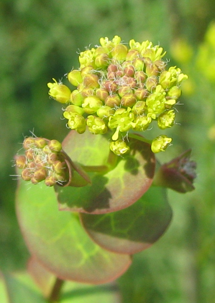 Image of Lepidium perfoliatum specimen.