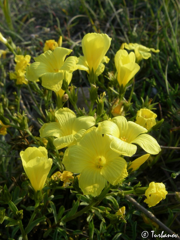 Image of Linum tauricum specimen.