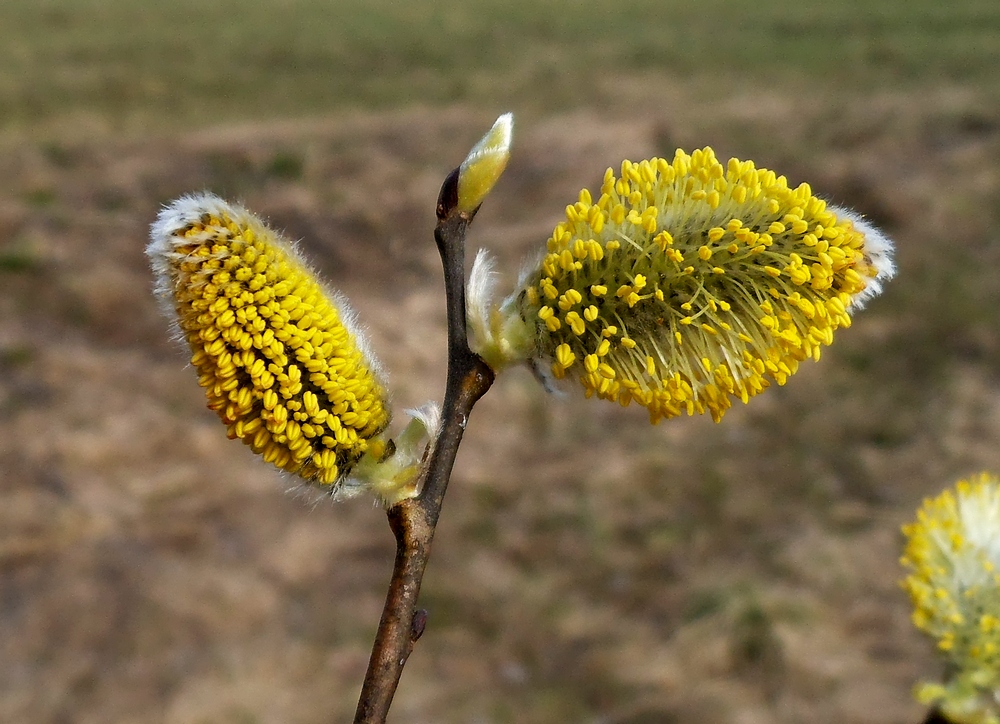 Image of Salix caprea specimen.