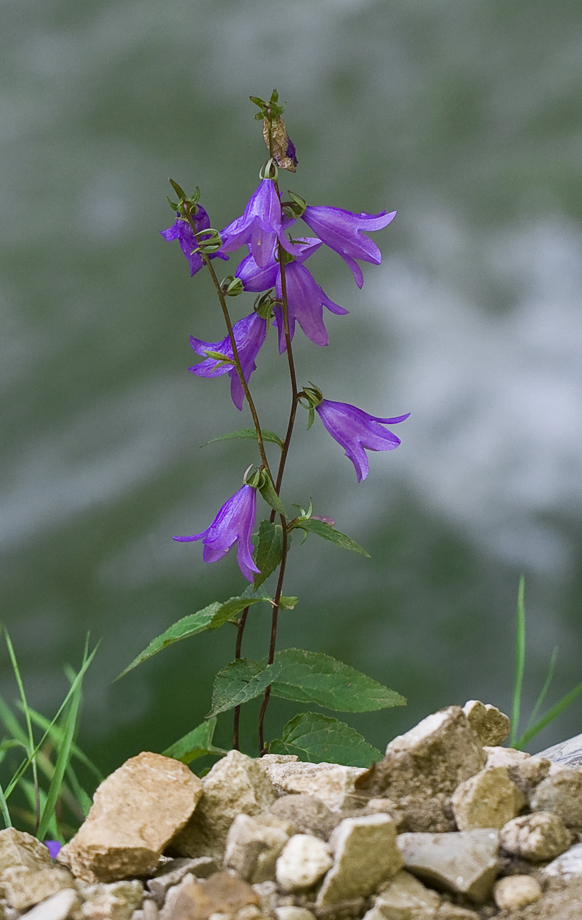 Image of Campanula collina specimen.