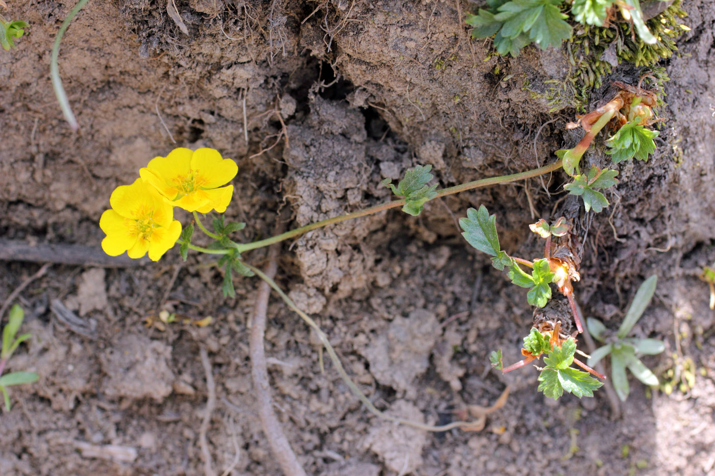 Изображение особи Potentilla gelida.