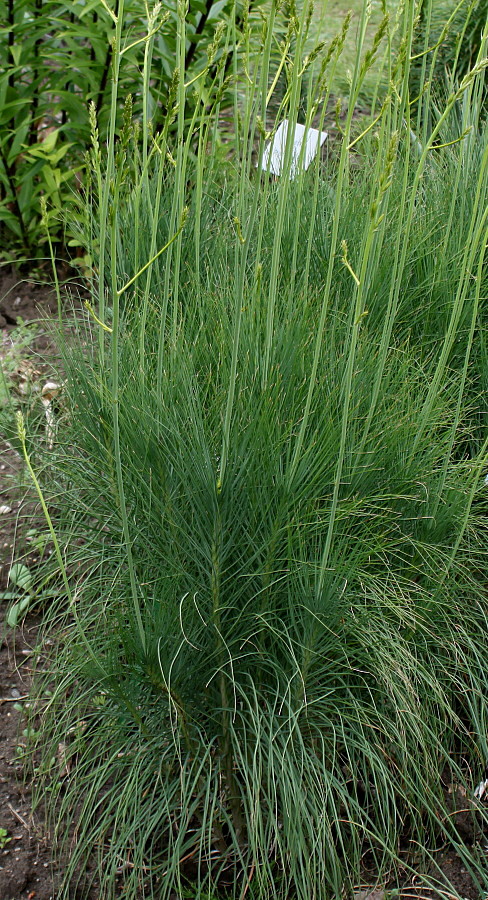 Image of Asphodeline liburnica specimen.