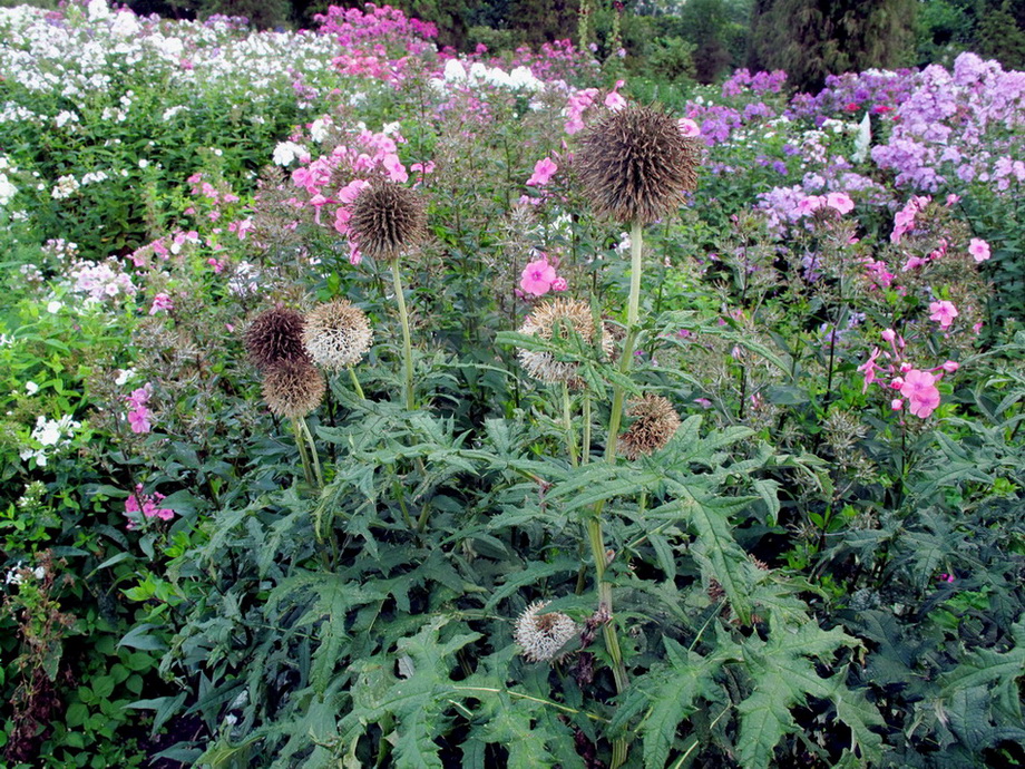 Image of genus Echinops specimen.