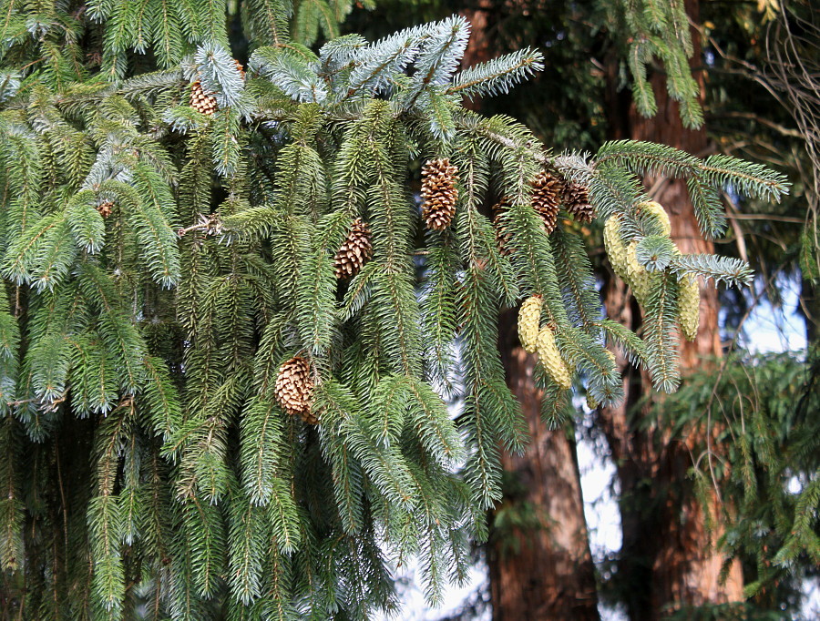 Изображение особи Picea sitchensis.