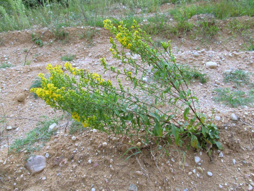 Изображение особи Solidago virgaurea.