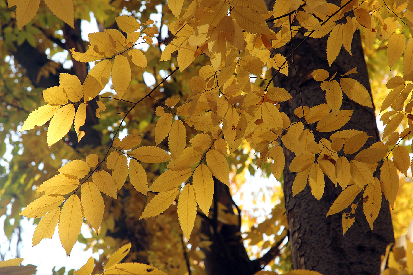 Изображение особи Zelkova schneideriana.