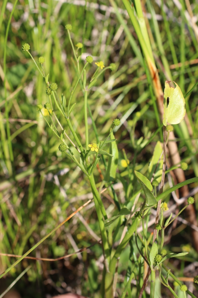 Image of Ranunculus ophioglossifolius specimen.