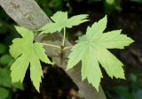 Acer trautvetteri