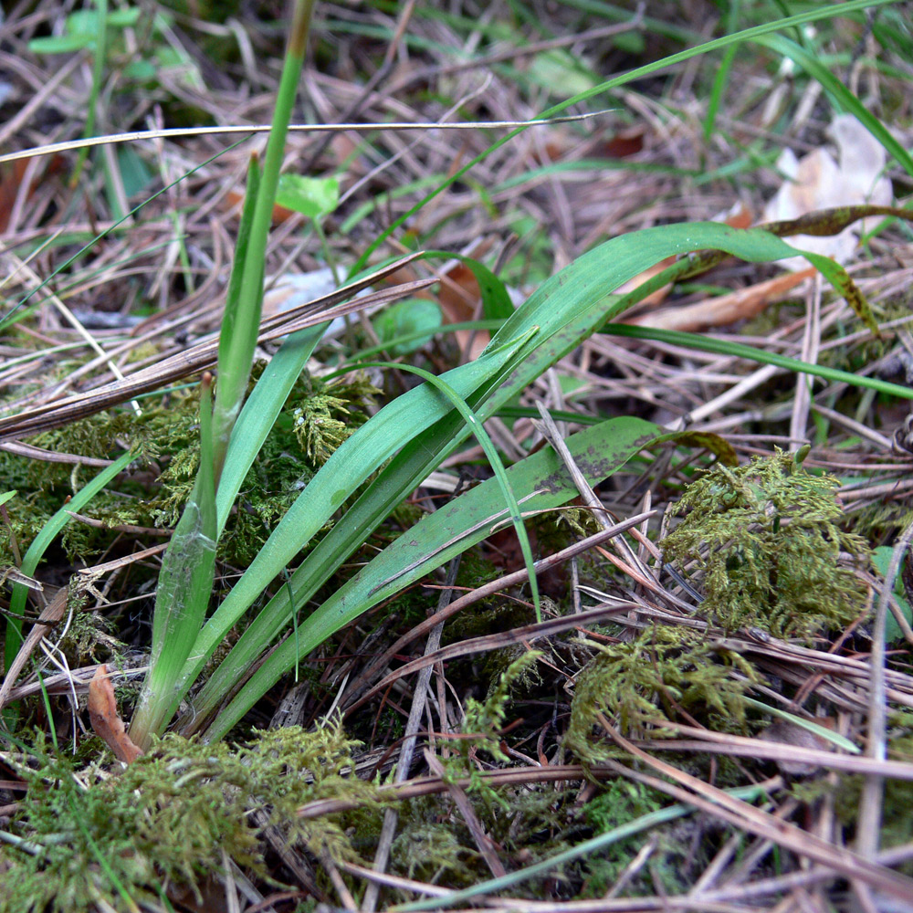 Image of Luzula pilosa specimen.