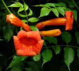 Campsis radicans. Соцветие. Крым, Ялта, Приморский парк. 05.07.2009.