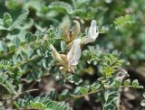 Astragalus polygala. Соцветия и листья. Армения, Сюник, ущелье р. Воротан. 04.05.2013.