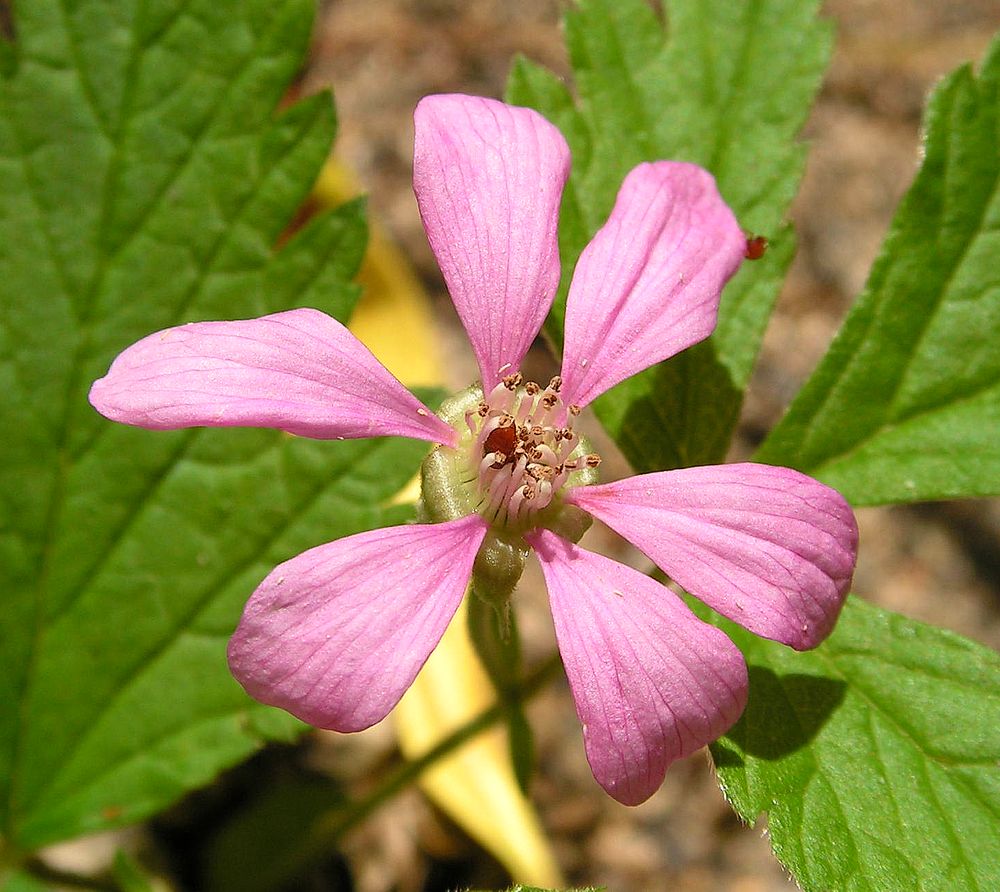 Изображение особи Rubus arcticus.