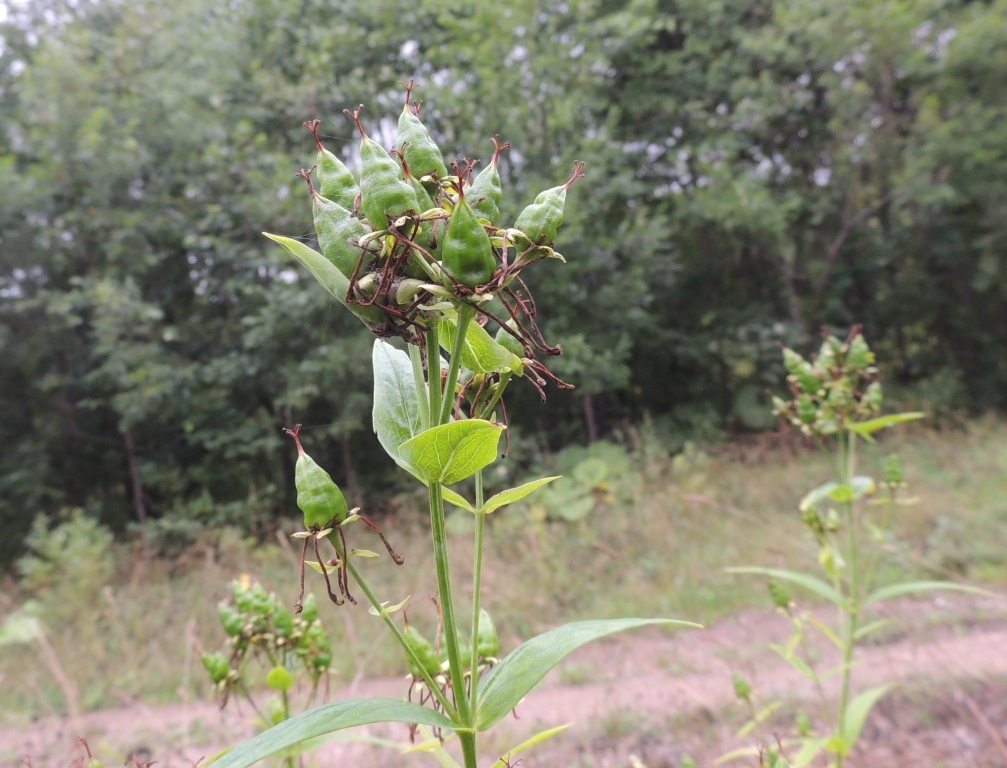 Изображение особи Hypericum ascyron.