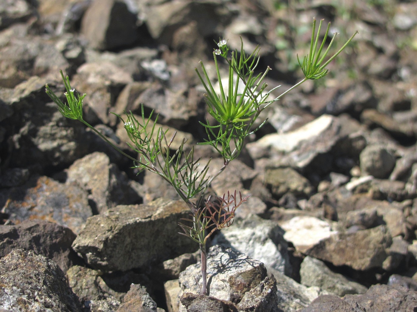 Image of Scandix stellata specimen.