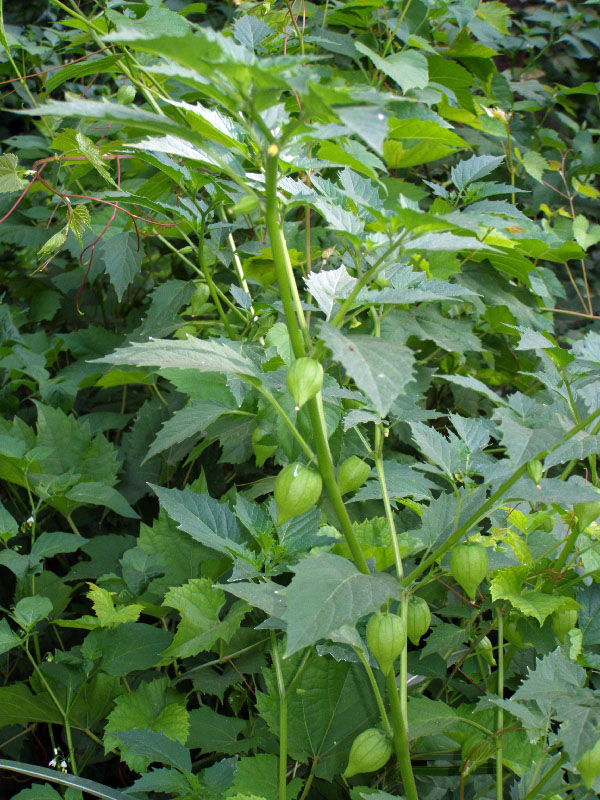 Image of Physalis angulata specimen.