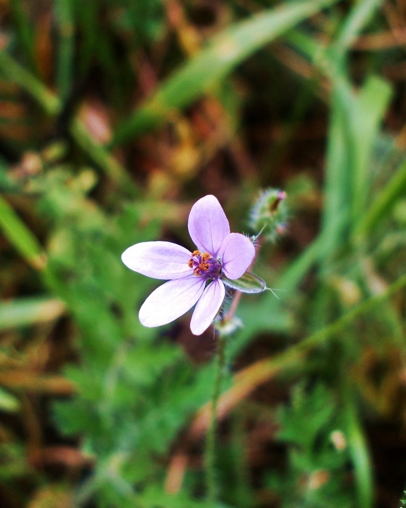 Image of Erodium cicutarium specimen.