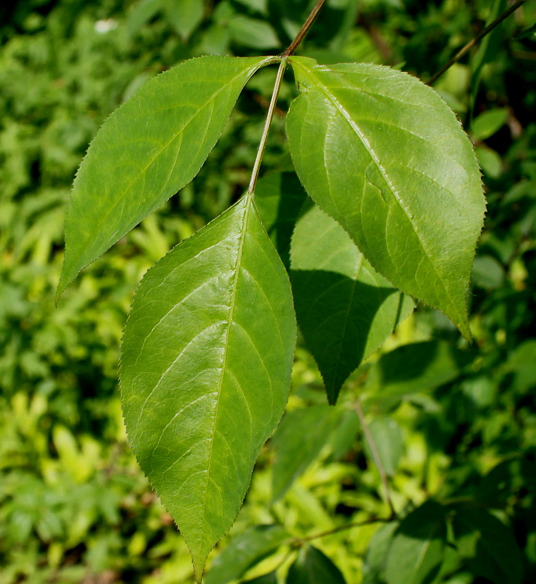 Image of Staphylea trifolia specimen.