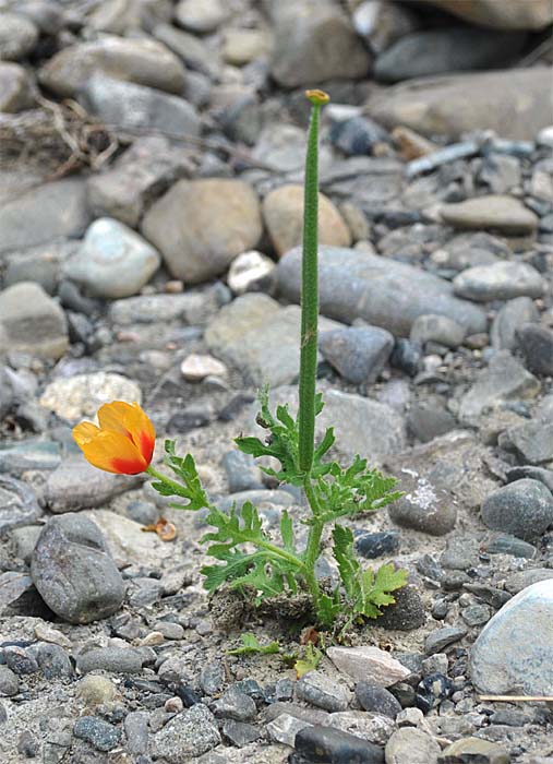 Изображение особи Glaucium corniculatum.