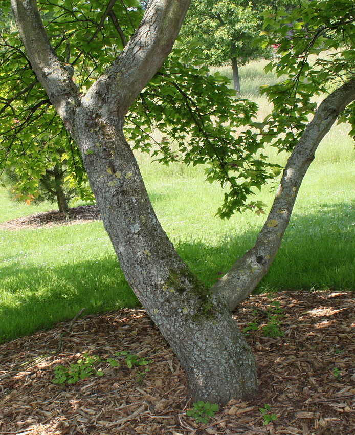 Image of Liquidambar formosana specimen.