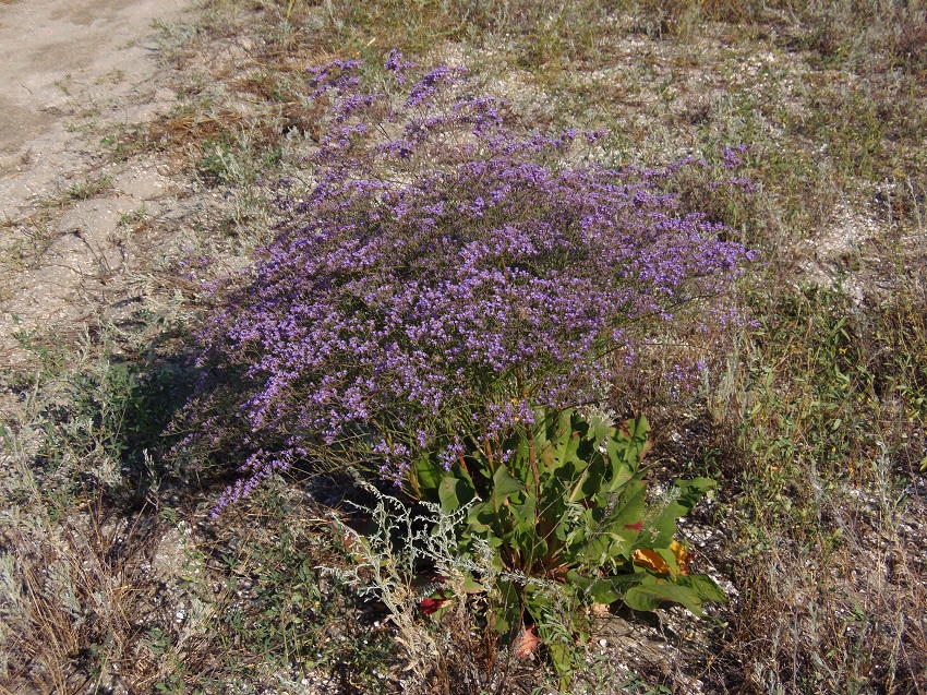 Изображение особи Limonium scoparium.