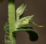 Verbascum phlomoides. Фрагмент соцветия с бутонами. Молдова, Криулянский р-н, окр. с. Слободзея-Дужка, пойма р. Днестр. 17.08.2014.