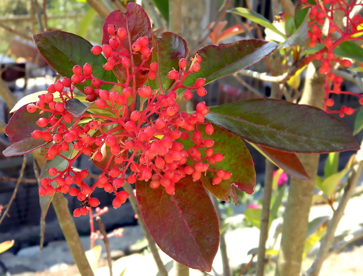 Image of Viburnum odoratissimum specimen.