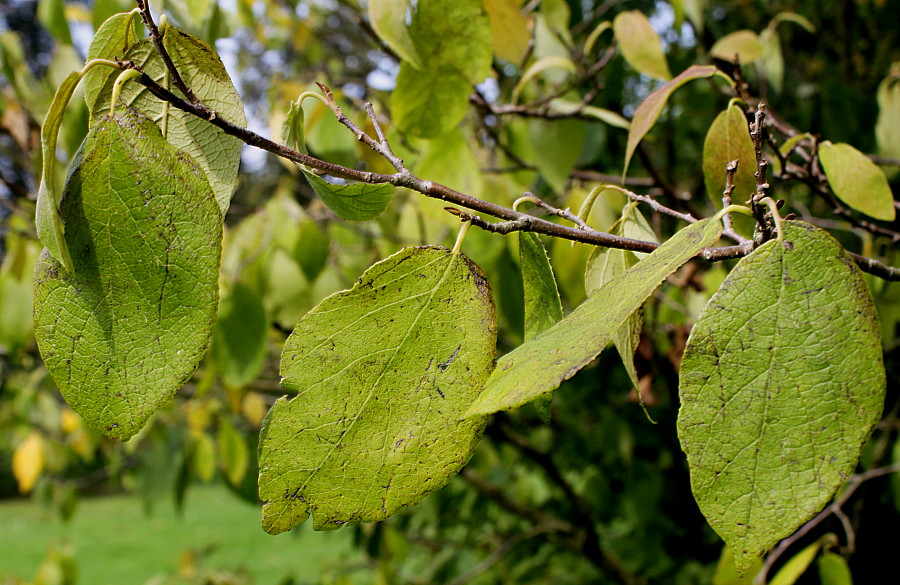 Изображение особи Sinowilsonia henryi.