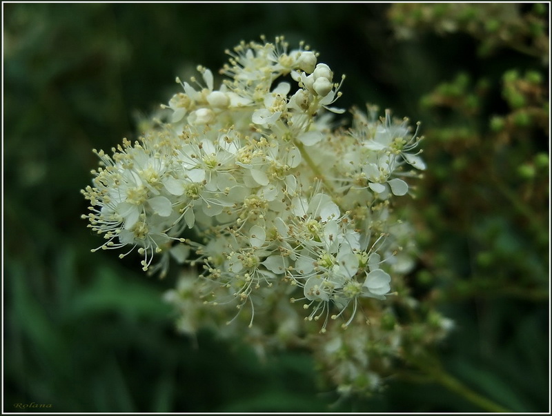 Image of Filipendula ulmaria specimen.